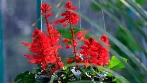 Uzgoj salvia vitka kod kuće